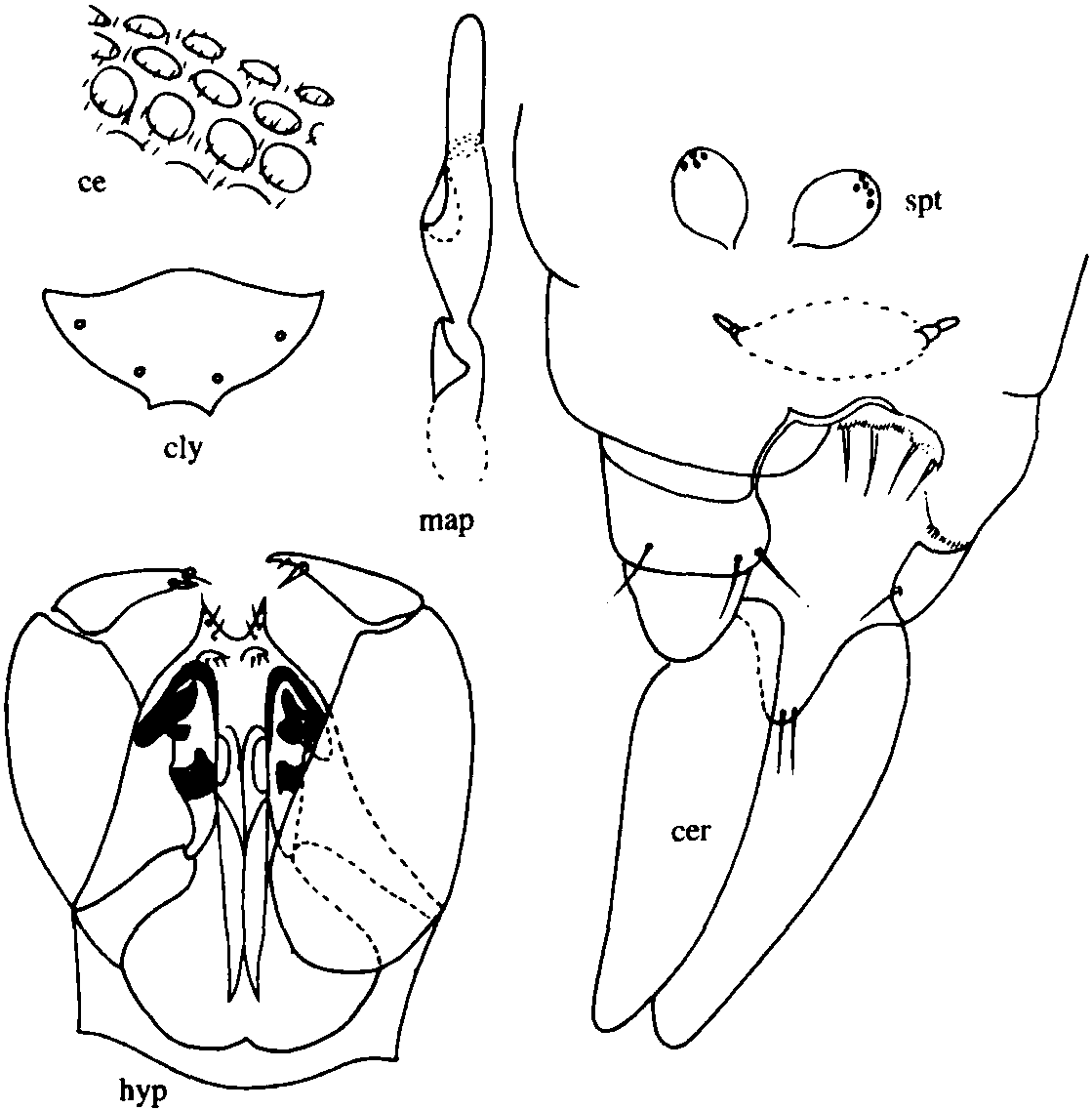 29.鄖縣細(xì)蠓